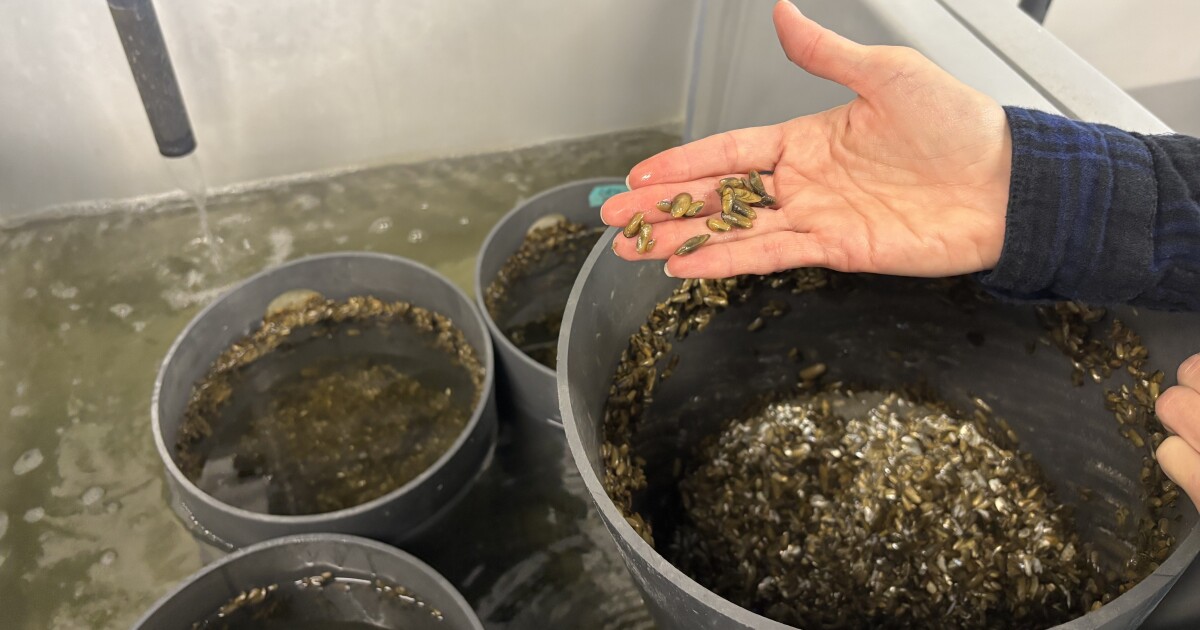 VIMS is breeding ribbed mussels for the first time, in hopes of boosting local shorelines