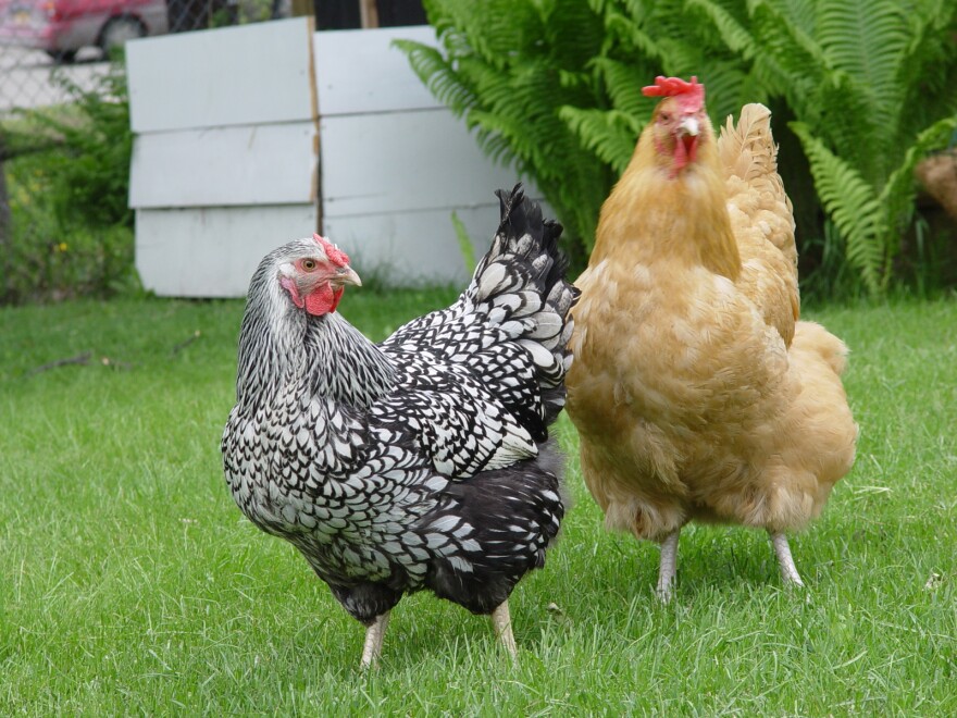 Two hens on green grass outside. 