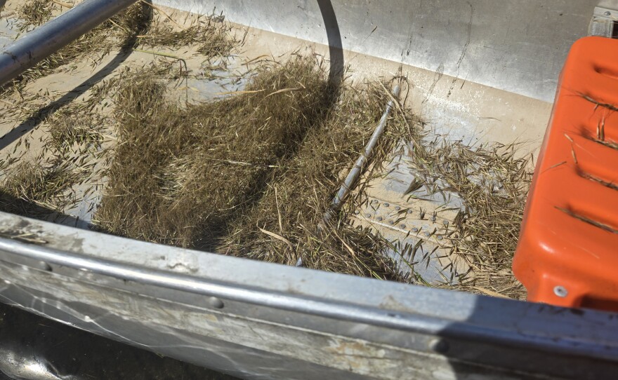 Wild rice gets knocked into the bottom of the canoe during harvesting.
