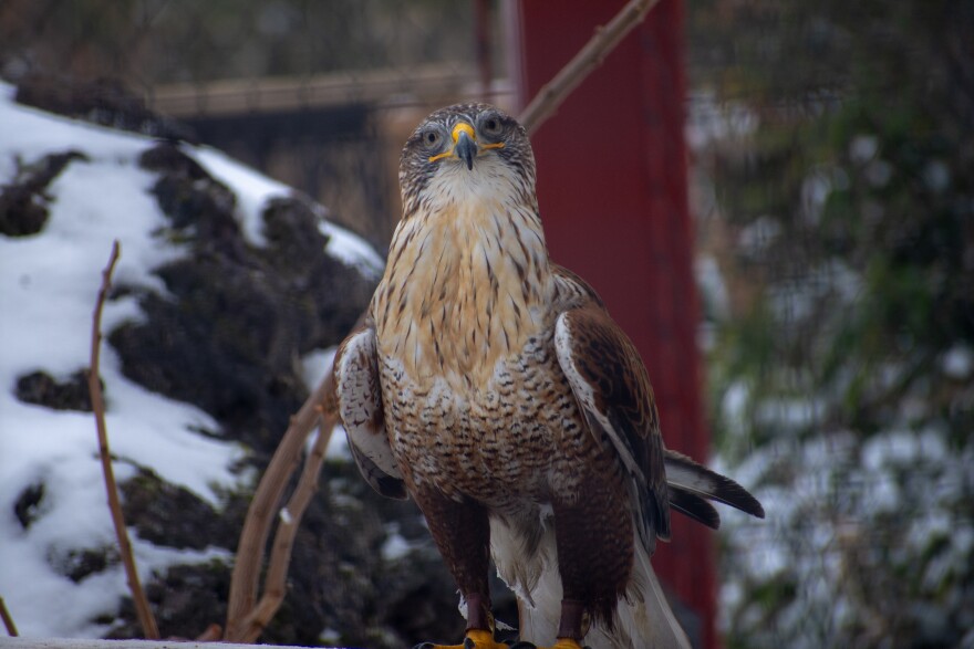  Ferruginous Hawk