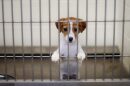 dog eagerly awaits adoption from the animal shelter