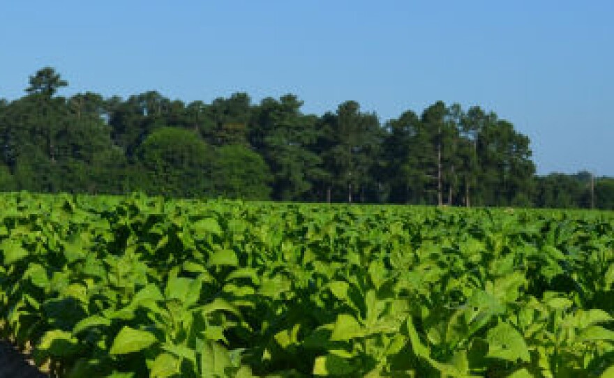 can you grow tobacco in nebraska Growing tobacco, small scale gardening - General Gardening Is it legal to grow