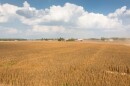 Golden hues sweep across the farm as the food-grade soybeans reach maturity. (Photo courtesy United Soybean Board)