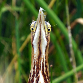 A heron-like bird with hilariously wide-set eyes and an upturned bill stares around its bill down at the camera.