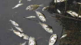 Thousands of fish died after a heat dome settled over Virginia and Maryland