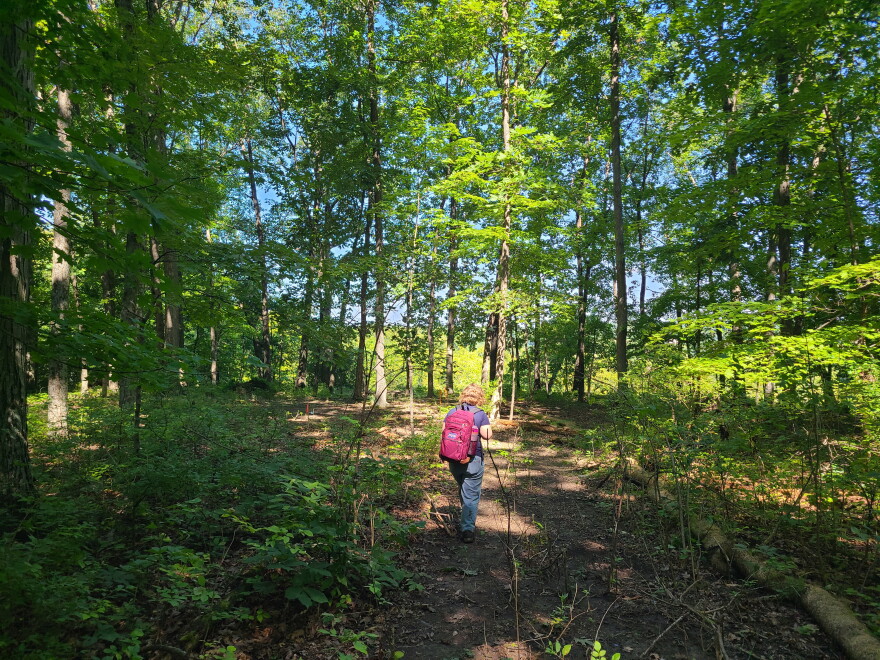 person bathed in light walks through a forest