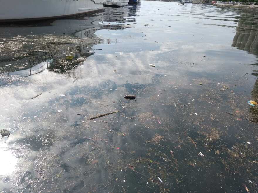 Report shows elevated levels of E. coli and floatables is a persistent issue in Toronto's harbor.