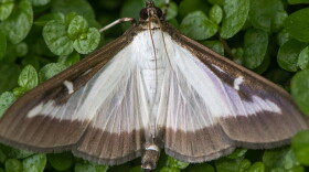 A box tree moth