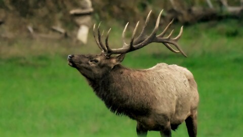 A bull elk at the Pigeon River Country State Forest. Elk were wiped out in Michigan. In 2019, the elk population was estimated at nearly 1,200.