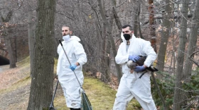 Zack Mertz, CEO of the New England Wildlife Center (right), rescues a goose that was coated in oil from a spill on the Muddy River