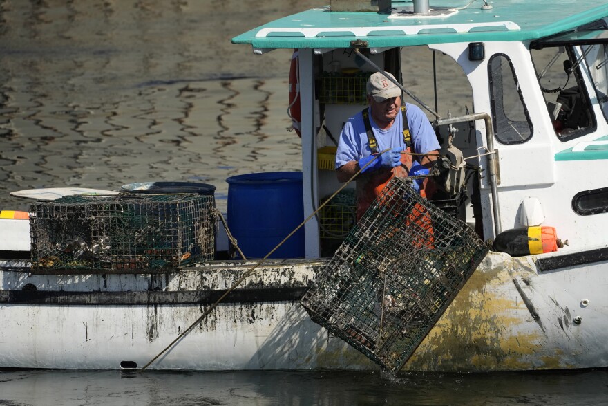 A lobsterman hauls a trap in Portland Harbor, Tuesday, Oct. 3, 2023, in Portland, Maine.