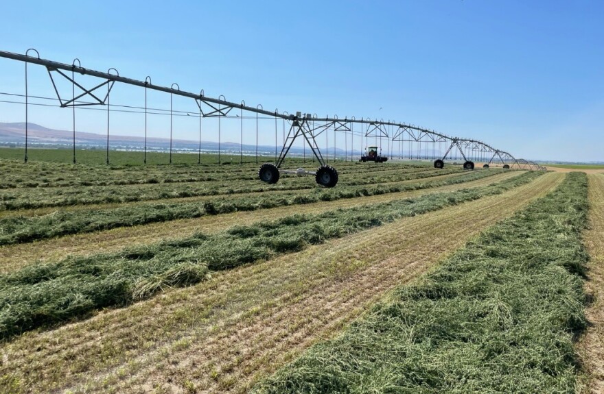 Cut hay laying in rows drying in the sun with a farm sprinkler in background.