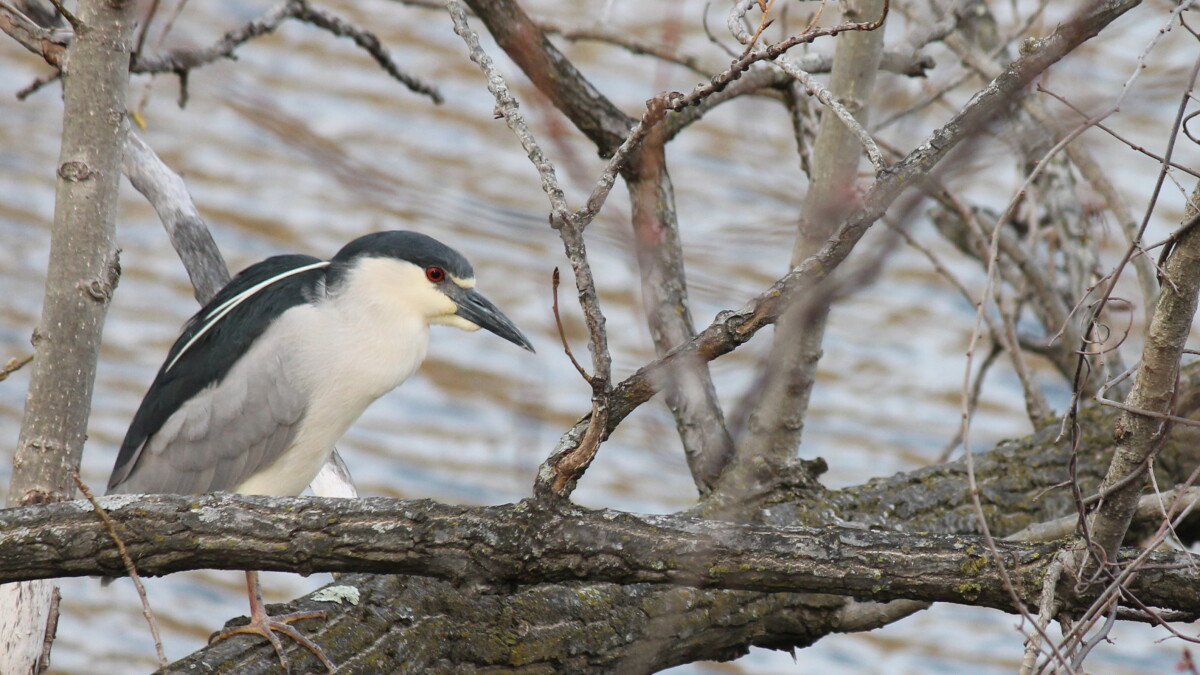 Black-Crowned Night Heron