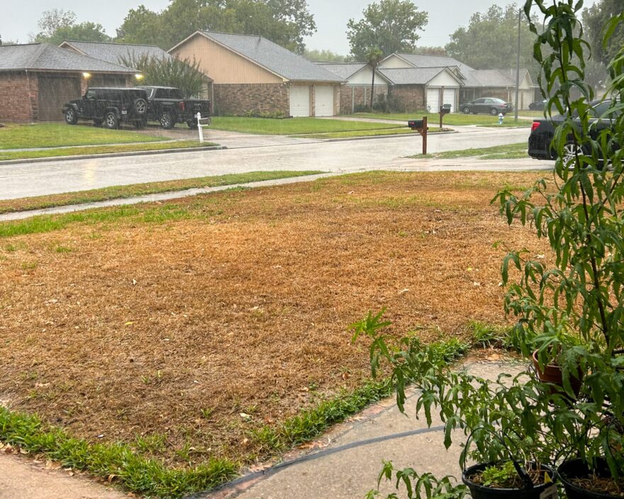 Pictured is dead grass at a home in the Houston area.