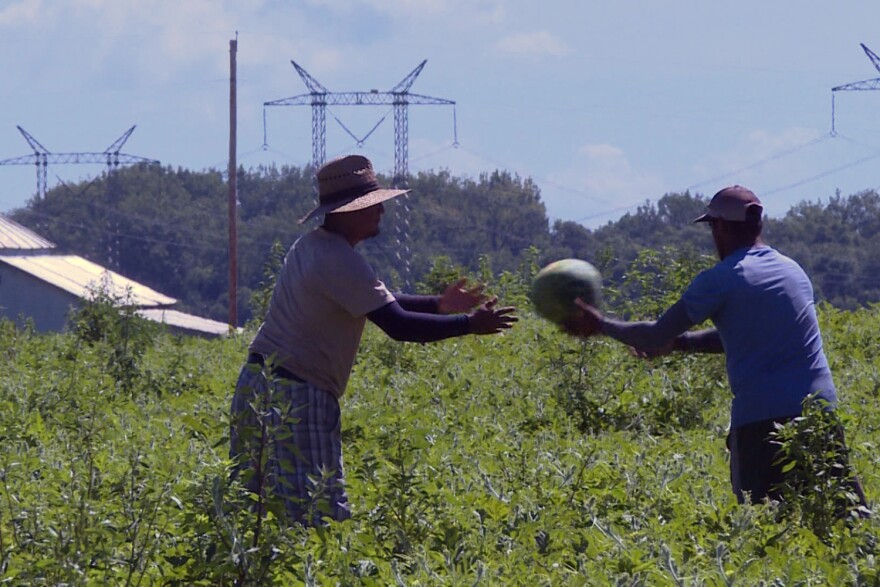 Farm workers pick watermelons and toss them to each other down the field before placing them on a repurposed red school bus.
