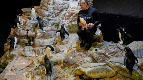 Senior penguin trainer Mia Luzietti sits with southern rockhopper penguins at the New England Aquarium in Boston, on Wednesday, Oct. 29, 2025. (Robert F. Bukaty/AP)