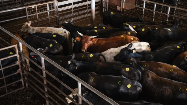Cattle in the holding pen before being moved through the auction ring at the West Auction barn in West, Texas on June 11, 2026.