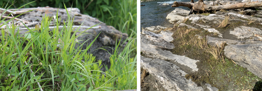 Side by side photos show a bright green grasses growing along rocks on the right on the left, yellow grasses on rocks by a river