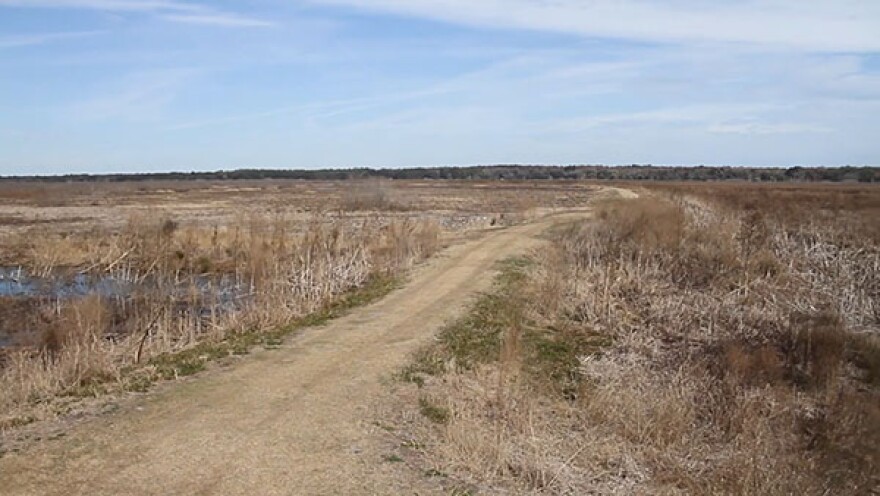 Paynes Prairie suffered from drought for much of 2012.