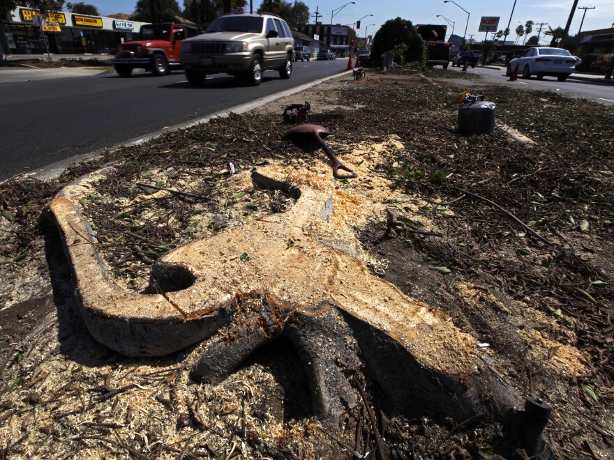 A stump remains in the median of Manchester Boulevard as workers remove trees to clear a path for the space shuttle Endeavour in Inglewood, Calif., Tuesday. Residents are upset that 400 trees might be cut down to allow the shuttle to travel from the airport to its new home at a science center.