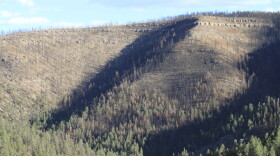 Charred trees left behind by the largest wildfire in New Mexico's recorded history liner the mountainside near El Porvenir, New Mexico, April 12, 2023. The fire was sparked in 2022 when two prescribed burn operations conducted by the U.S. Forest Service went awry. (AP Photo/Susan Montoya Bryan)