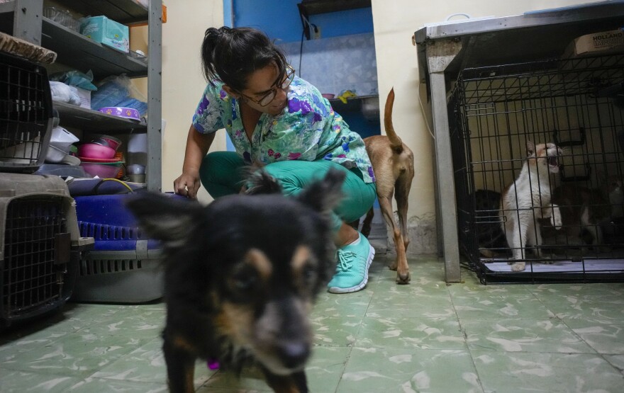 A woman squats nears dogs in a room.