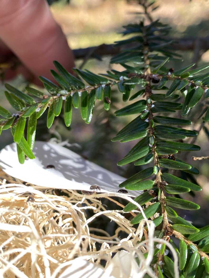 Small bugs crawl on a hemlock tree's needles.