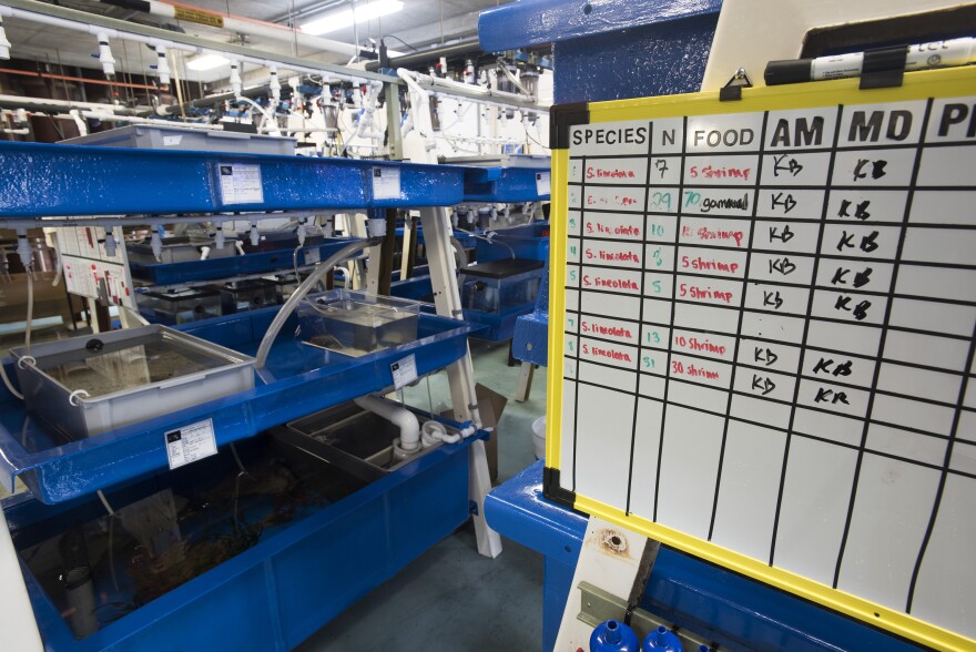 Tanks used to raise cephalopods at the Marine Biological Laboratory.