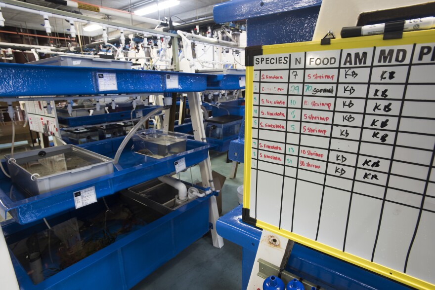 Tanks used to raise cephalopods at the Marine Biological Laboratory.