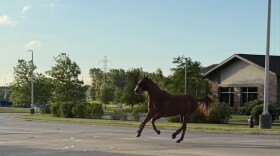 A horse is seen running north on S.R. 331 Thursday, near the Meijer store, after it escaped from a property south of the U.S. 20 bypass.
