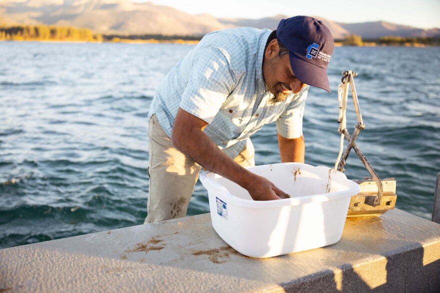 A researcher reaching down into a bucket, looking for invasive species from a sample of sediment from the bottom of Lake Tahoe. He is backdropped by the lake.