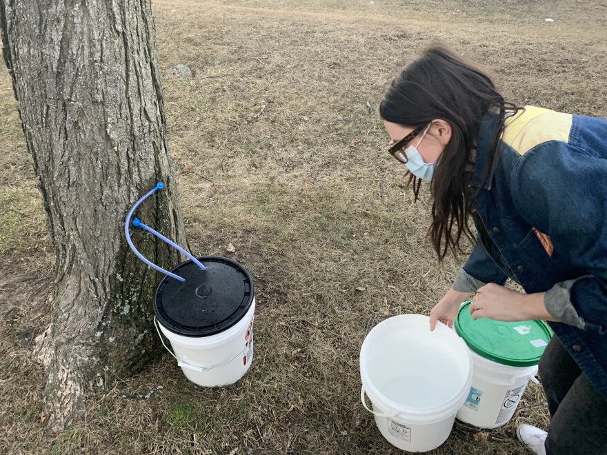 Catherine McTague collects maple sap outside the Arbor Hill Elementary School