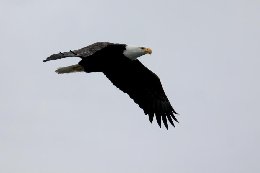 A bald eagle looks for its next meal along the Skagit River. Eagles converge there in great numbers every winter. CREDIT: JASON RANSOM/ NPS 2017