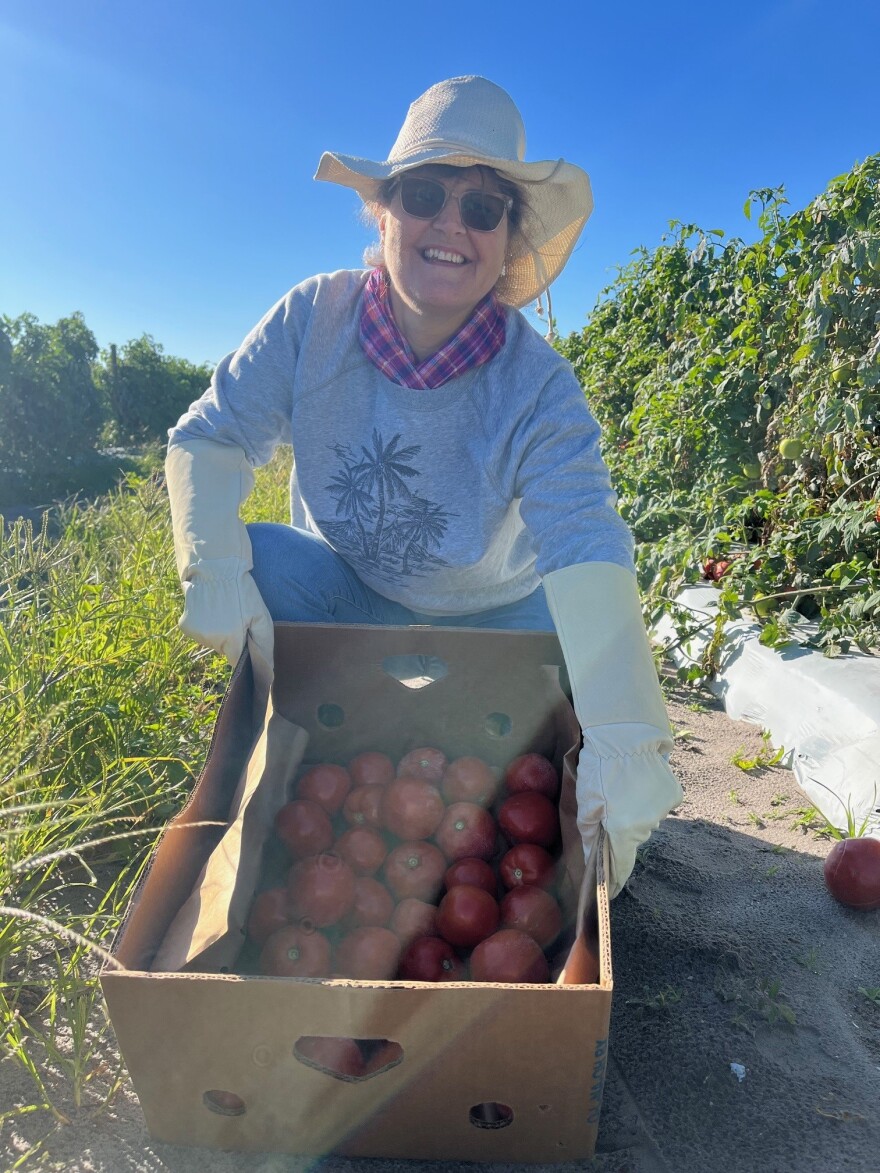 Laura Daily says she plans to bring some extra tomatoes to her mother-in-law when she has finished volunteering in the field.