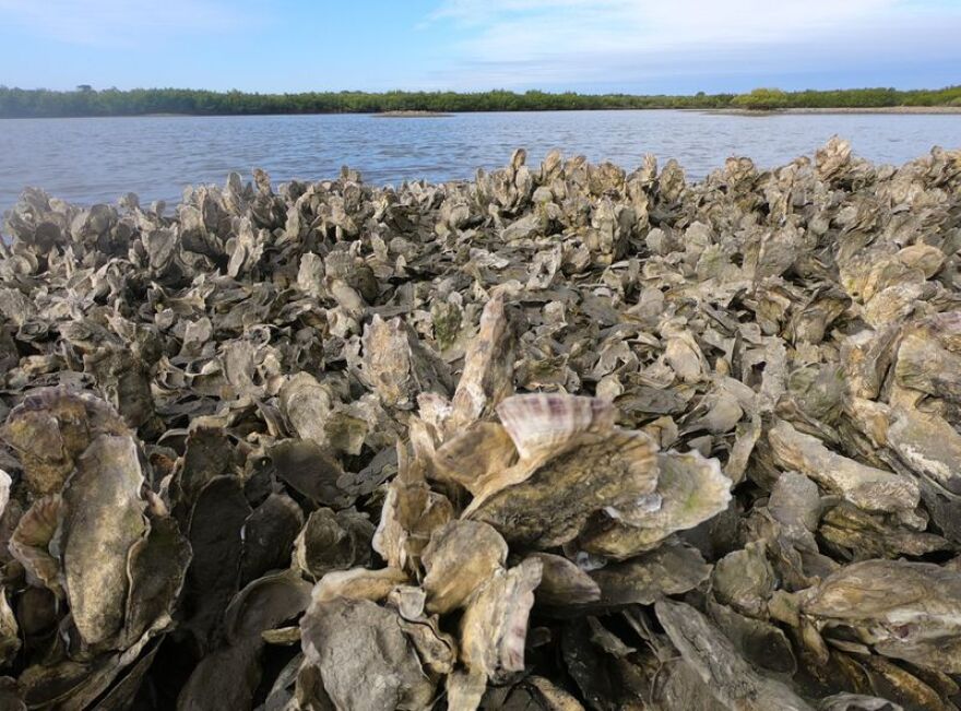 Mangroves are overtaking oysters reefs in Central Florida's Mosquito Lagoon with the help of the planet's warming temperatures. Oysters reefs had seem invulnerable to mangroves taking root.