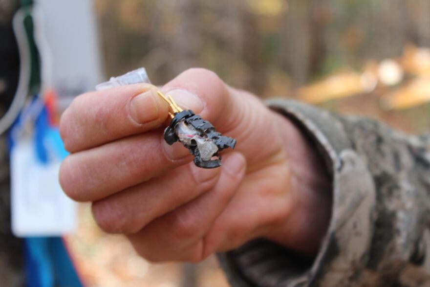 Ayres holds a research microphone that was chewed on by a bear.