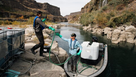 In 2024 and 2023, contractors and officials with the Idaho State Department of Agriculture treated the Snake River with a copper-based chemical called Natrix to kill quagga mussels.