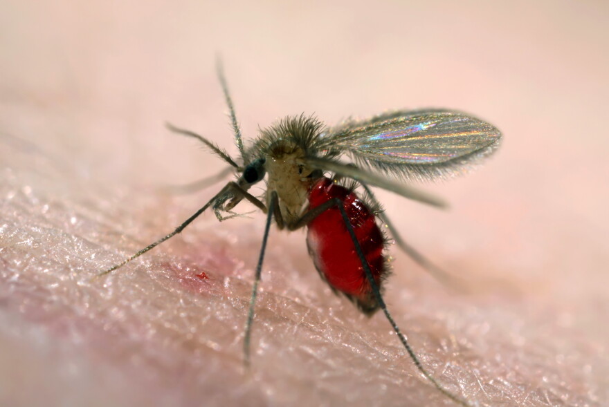 Dominican Sand Fly Rash A 'tropical disease' carried by sand flies is confirmed in a new ...