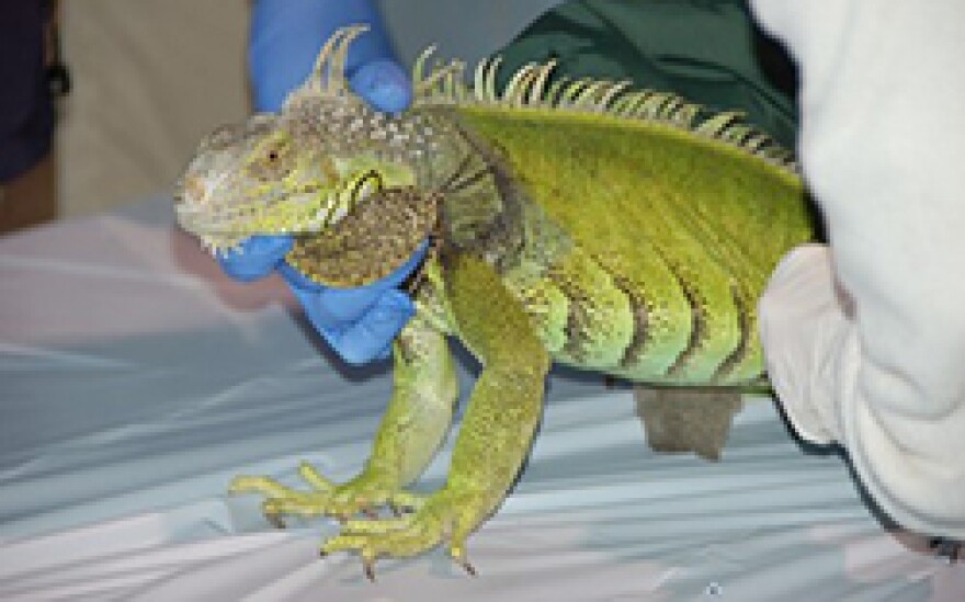 Adult Green Iguana