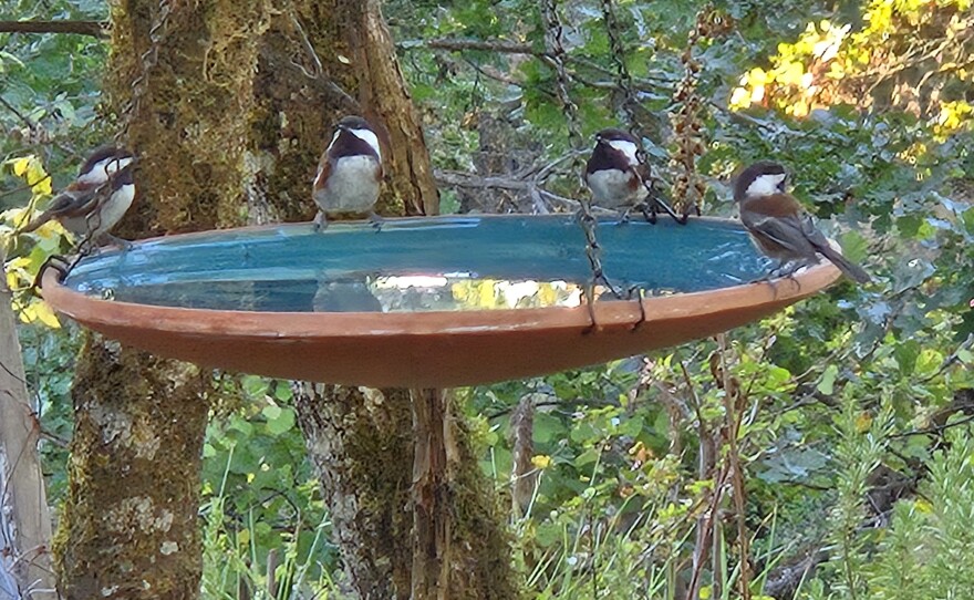 Chickadees by a bird bath