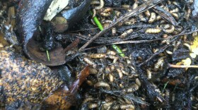 Larvae of the black soldier fly.