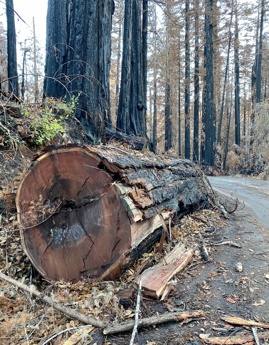 Logging crews at Big Basin are busy removing "hazard trees," including parts of giant redwoods and other tree species that fell or are at risk of falling on to park roadways after the wildfire. The camping and hiking meccas will likely remain closed for a year or longer.