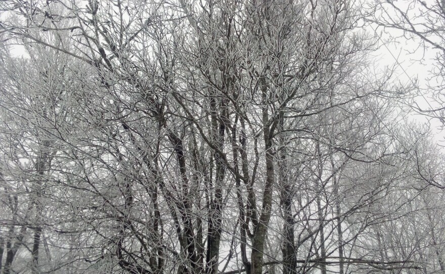 Icy trees at transmitter site.