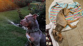 Gio the pit bull in a photo shared by the St. Louis County Sheriff's Office, left, and after he was found emaciated in a ditch in November 2023 in Duluth, as shared by Animal Allies Humane Society on social media.