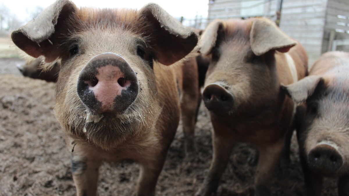 Supreme Court backs California law requiring more space for pigs; producers predict pricier pork - Vimarsana News