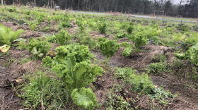 Greens at a sustainable farm in Quincy, Florida. 