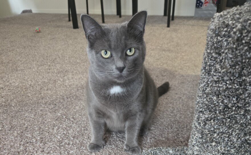 A gray cat, she has extra toes