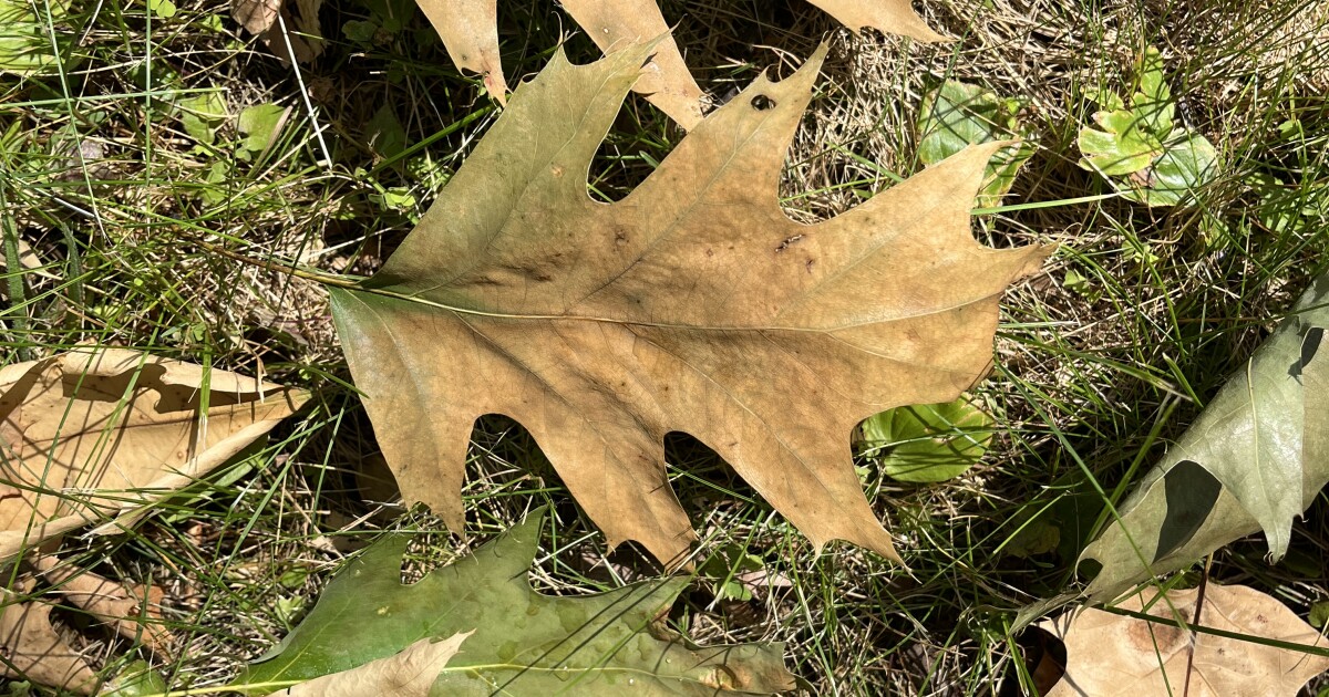 What to know about Oak Wilt after fatal tree disease found in Greece