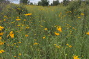Acres and acres of Collier County Conservation Pepper Ranch Preserve are transformed into a sea of gold each October as the native wildflowers known as Southeastern sunflowers reach full bloom.