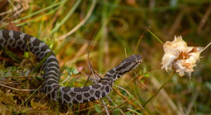 Michigan species at risk after Trump rolls back protections, advocates say
